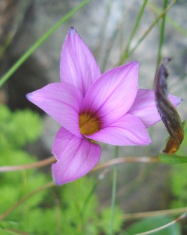 Romulea rosea fewer tepal markings